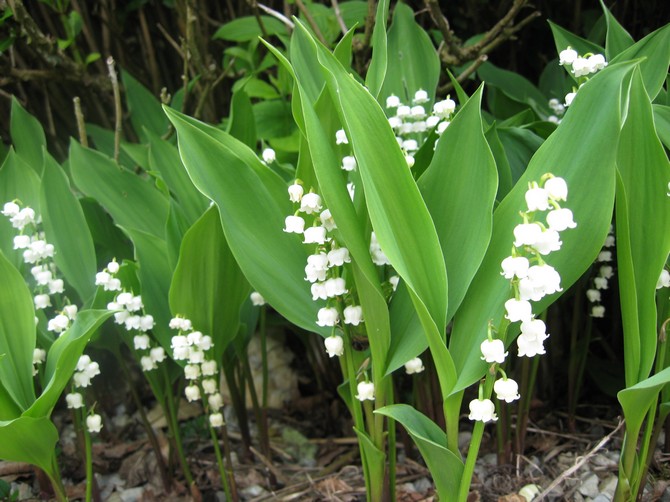 Fleur de muguet: plantation, entretien et culture