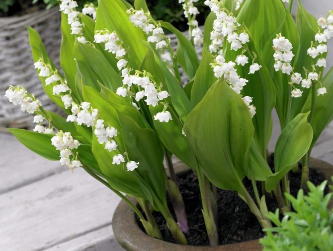 Les plantes doivent être réparties de manière à ne pas être surpeuplées, mais elles ressemblent à un beau bouquet.