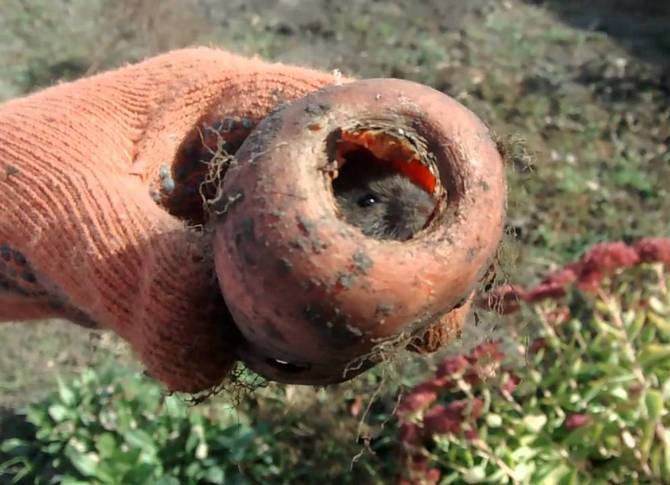 Comment protéger les carottes des rongeurs?