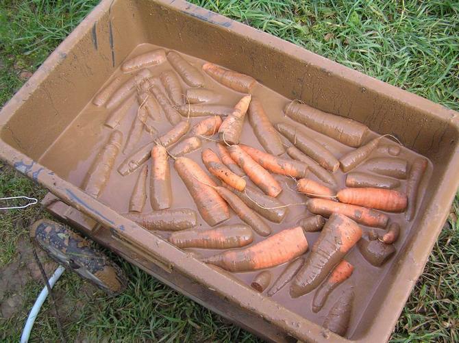 Stocker les carottes dans l'argile