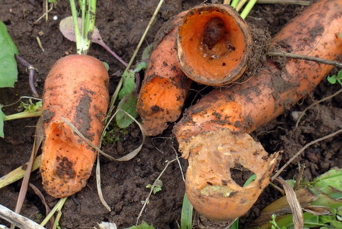 Mesures préventives pour protéger les carottes des ravageurs