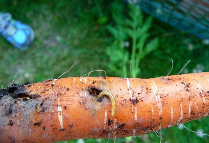 Comment lutter contre les insectes ravageurs des carottes?