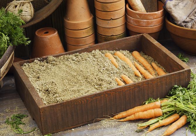 Comment conserver les carottes dans le sable