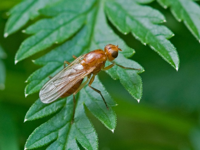 La mouche de la carotte et la teigne de la carotte représentent un grand danger pour les carottes.