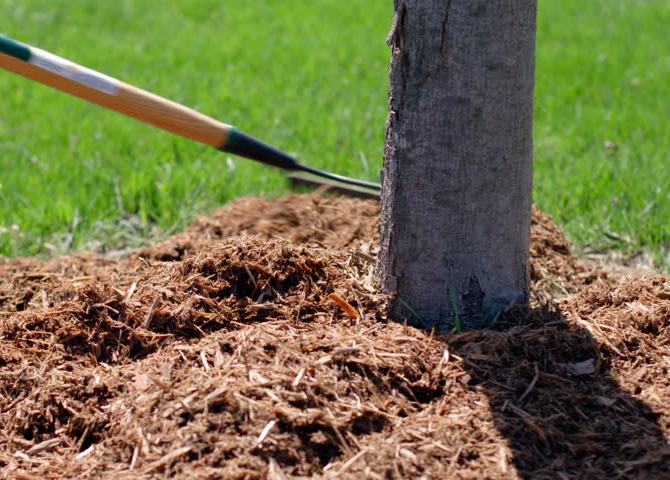 Avec l'arrivée du début du printemps, un paillage des zones racinaires de la prune est effectué