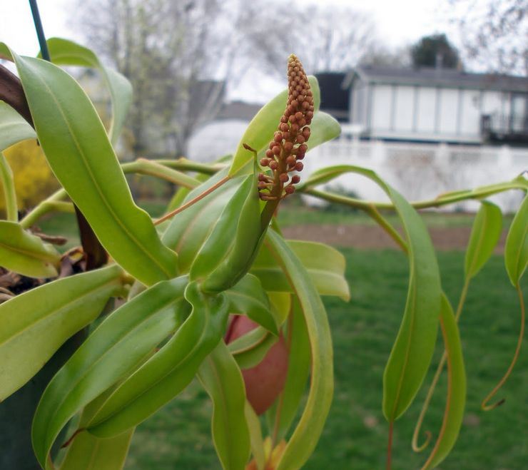 La floraison des nepentes