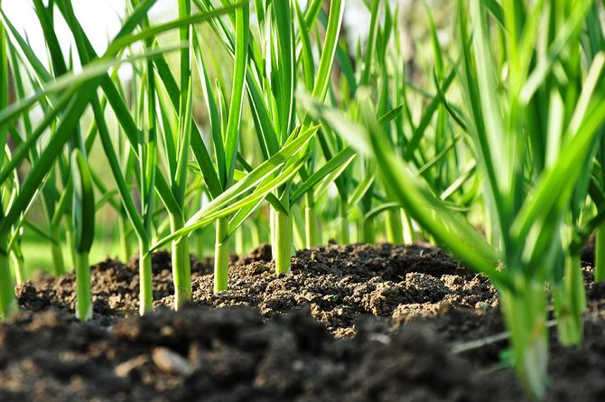 Que planter à l'ombre? Les plantes poussent bien à l'ombre