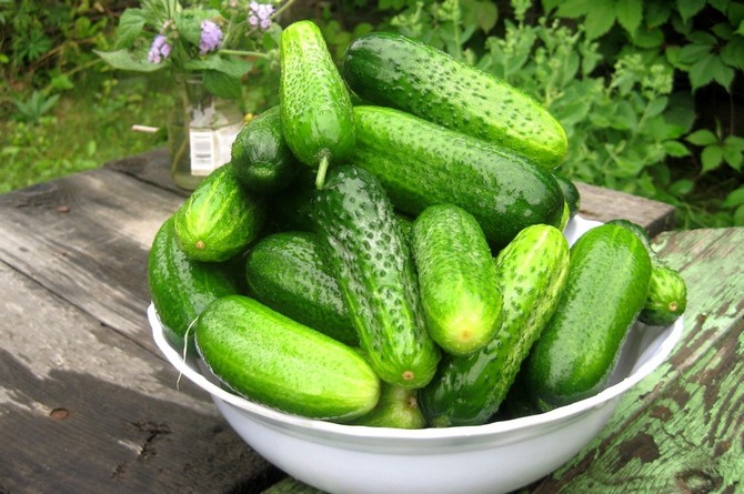 Un moyen efficace de faire pousser des concombres en plein champ sur un cadre de saule