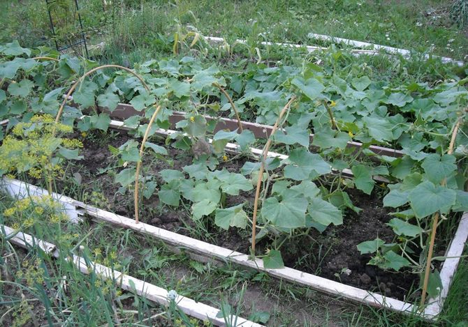 Chaque buisson reposera sur des arcs de saule qui se croisent