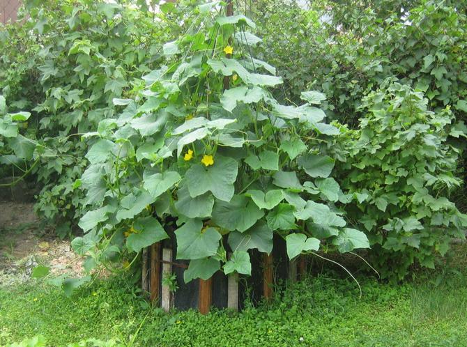 Cultiver des concombres dans une tente ou une cabane