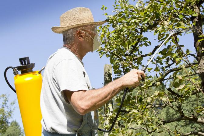 Du début de la floraison à la formation de l'ovaire, les arbres fruitiers doivent être pulvérisés avec des produits biologiques spéciaux une fois par semaine