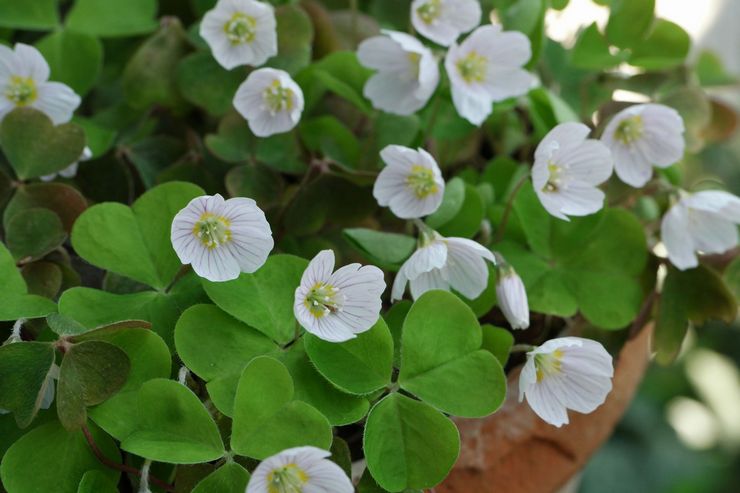 Oxalis ordinaire