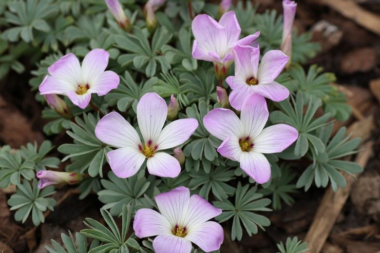 Oxalis ferrugineux