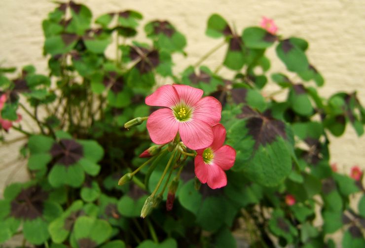 Oxalis à quatre feuilles