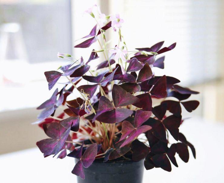 Oxalis triangulaire