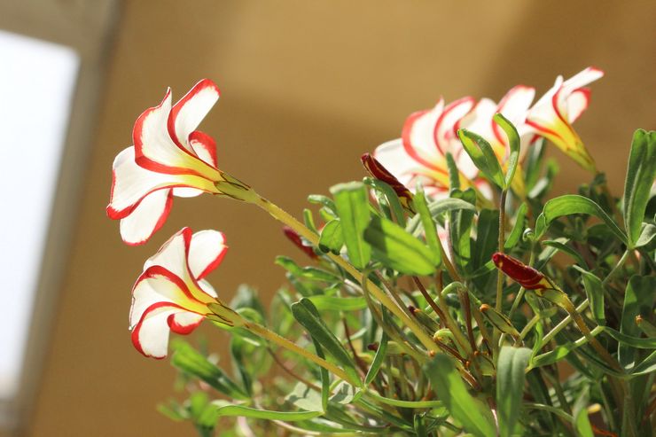 Oxalis multicolore