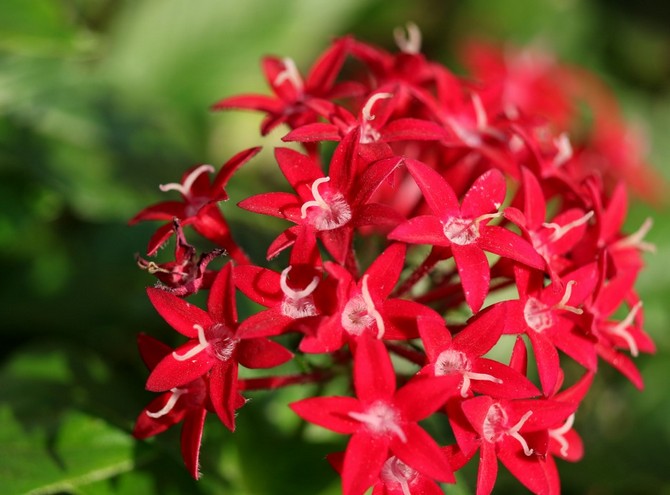 Pentas. Grandir et prendre soin à la maison. Description, types et reproduction