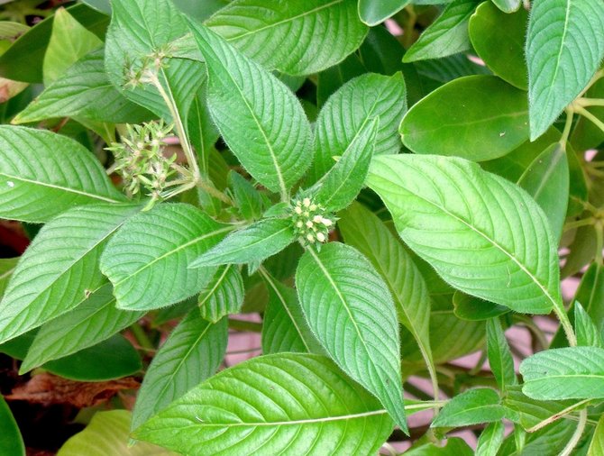 Comment faire pousser correctement une fleur lancéolée pentas à la maison