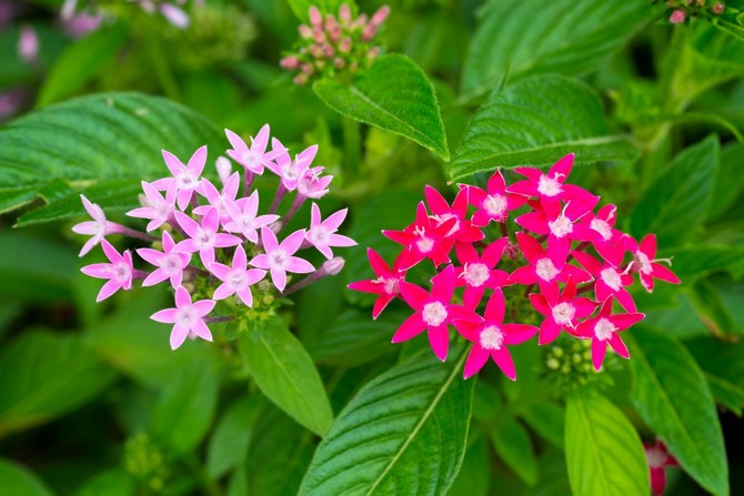 Soins et culture des pentas à la maison