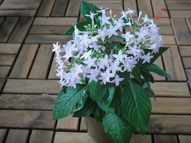 Lors du choix d'un sol pour les pentas, prenez une composition pour plantes à feuilles caduques ornementales