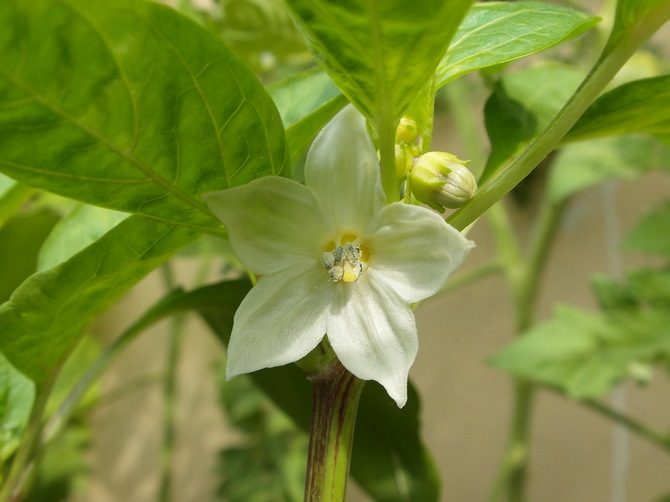 Si des fleurs apparaissent, assurez-vous de les couper.