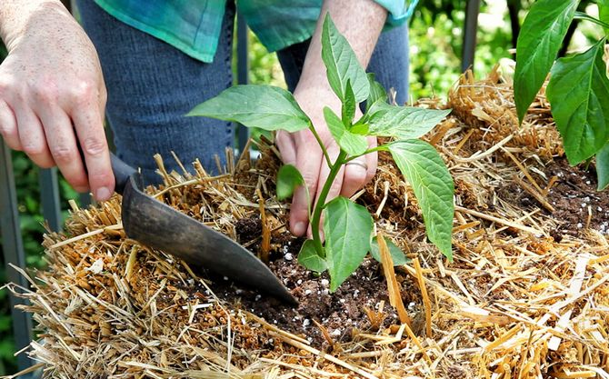 Pour maintenir l'humidité du sol nécessaire dans un lit de poivre, utilisez la méthode du paillage