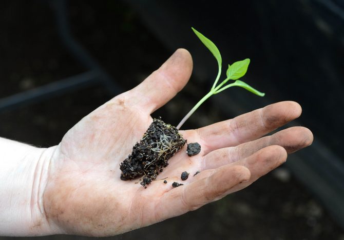 La cueillette joue un grand rôle dans la qualité des futurs semis