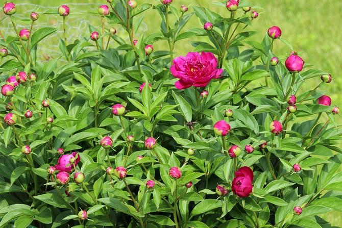 Au premier été, immédiatement après la plantation, les bourgeons des pivoines sont coupés afin que la floraison n'affaiblisse pas les buissons encore faibles