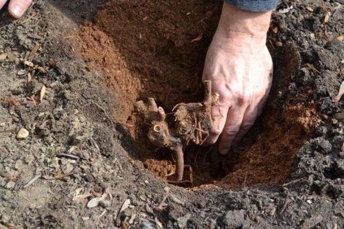 La plantation se fait de préférence fin août ou début septembre, afin que la plante ait le temps de s'enraciner dans le froid