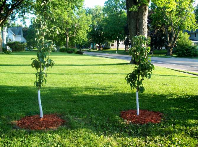 Planter un pommier en forme de colonne