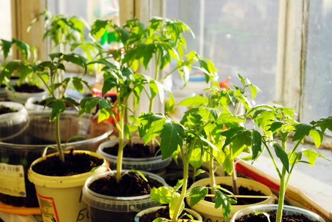 Toute plante se tourne vers la lumière, quel que soit son côté