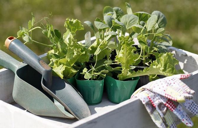 Grâce au durcissement, les plants auront un système racinaire puissant, les plants s'enracineront plus facilement lorsqu'ils seront plantés dans le sol