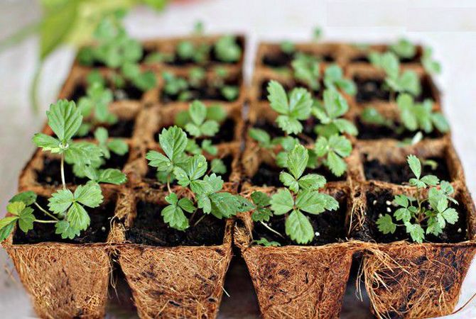 Soin des plants de fraises avant de les planter dans le sol