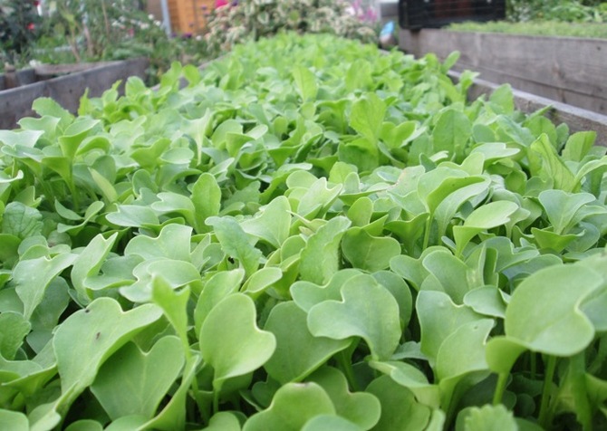 Le radis est considéré comme la plante crucifère la plus sans prétention.