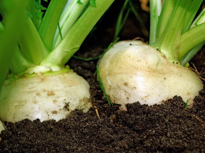 les racines juteuses et grosses ne poussent que là où le sol est meuble