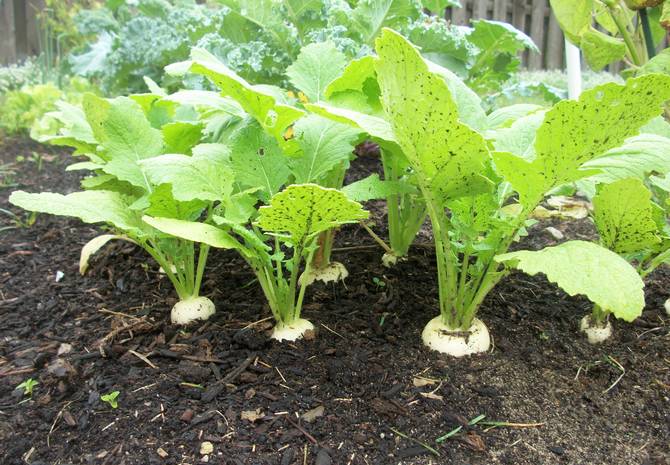 Soin, arrosage et alimentation des navets pendant la saison