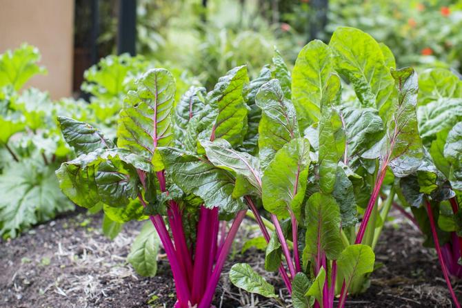 La rhubarbe est une plante polyvalente qui peut être utilisée pour faire des soupes, des salades, des confitures et divers desserts.