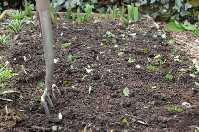 Meilleures plantes d'engrais vert: crucifères