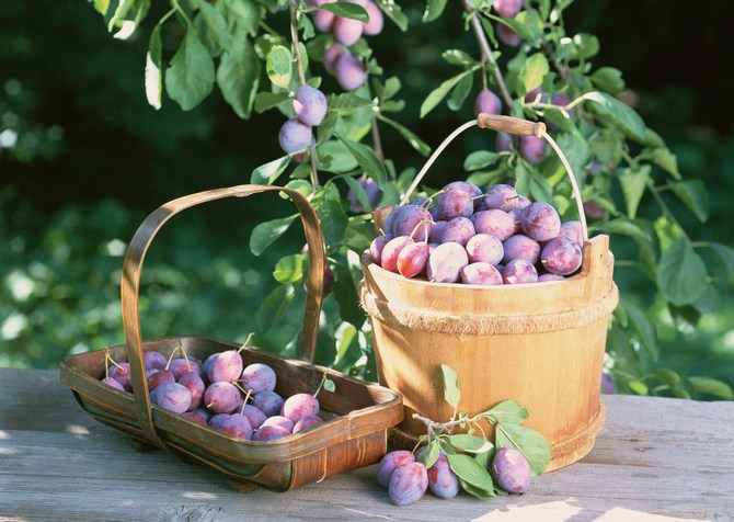 Comment obtenir une bonne récolte de prunes: alimentation des prunes