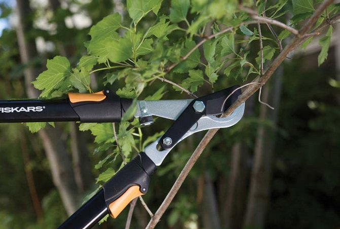 L'épaississement du buisson doit être évité en détruisant les pousses qui poussent au milieu du buisson.