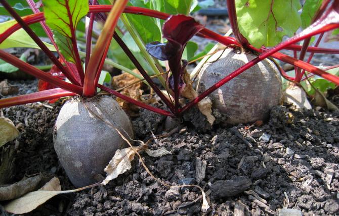 Les betteraves sont un légume très sain et irremplaçable.