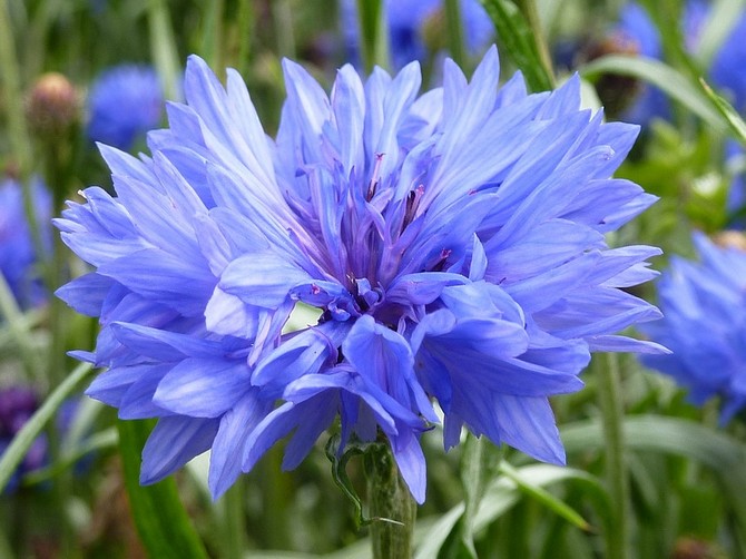 Le bleuet contient une large gamme de minéraux, de vitamines, de flavonoïdes et de coumarines