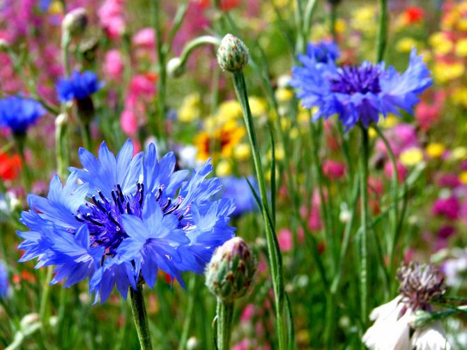 Jardin de bleuet: plantation, entretien et culture