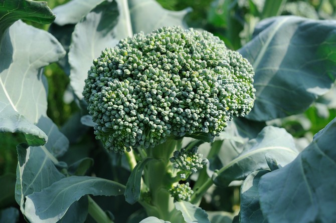 En apparence, le brocoli ressemble au chou-fleur, seulement d'une teinte vert grisâtre