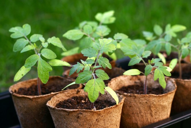 Comment faire pousser de bons plants