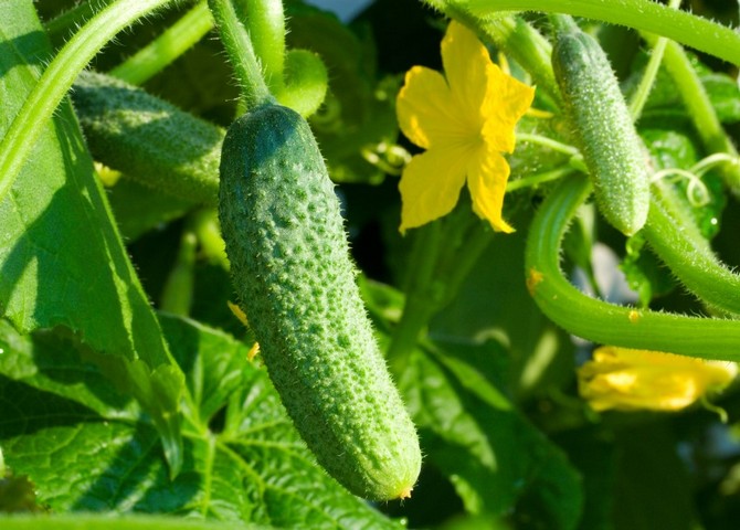 6 façons de faire pousser des concombres