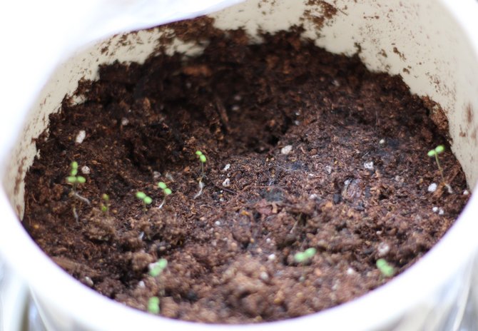 Préparation du sol pour les plants de fraises