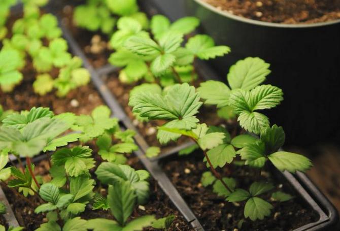 Une cueillette des plants peut être effectuée lorsque trois feuilles à part entière apparaissent sur chaque plante