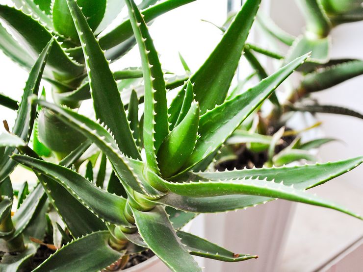 Aloe vera