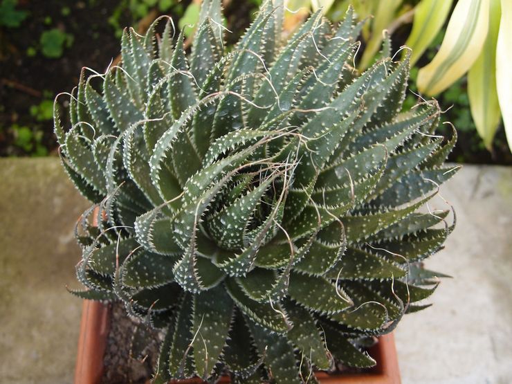 Aloe épineux